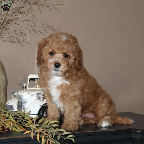 Pumpkin Spice, Bich-Poo Puppy